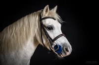 Notre cavalerie